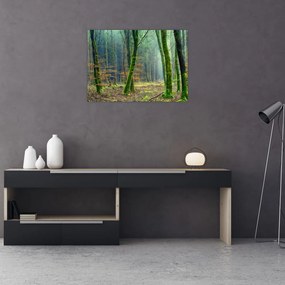 Obraz na szkle - las (70x50 cm)
