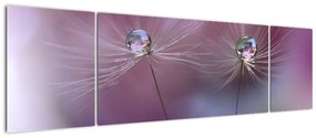 Obraz kropelek na puchu (170x50 cm)