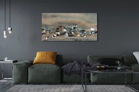 Zdjęcie na płótnie Tekstura Kropli w Makro