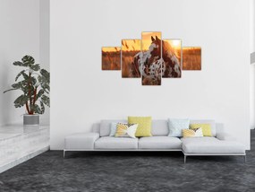 Obraz - Koń o zachodzie słońca (125x70 cm)