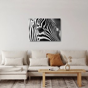 Obraz na szkle - zebra (70x50 cm)