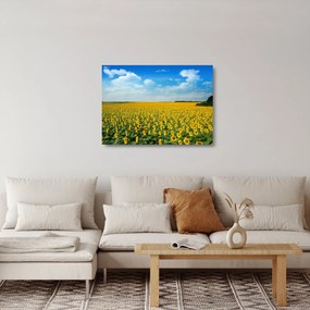 Obraz na szkle - ciąg słoneczników (70x50 cm)
