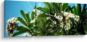 Obraz - Plumeria (z zegarem) (90x30 cm)