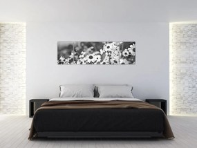 Obraz - Stokrotki (170x50 cm)