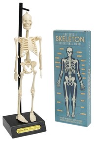 Model szkieletu Rex London Anatomical