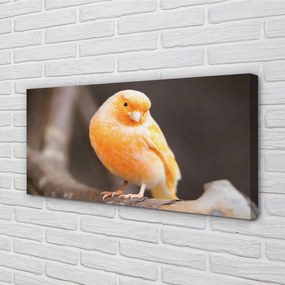 Obraz canvas na ścianę Papuga na Gałęzi