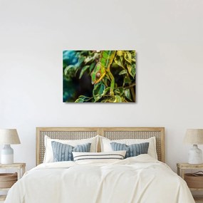 Obraz na szkle kameleona (70x50 cm)
