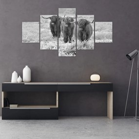 Obraz - Szkockie krowy, czarno - biały (125x70 cm)