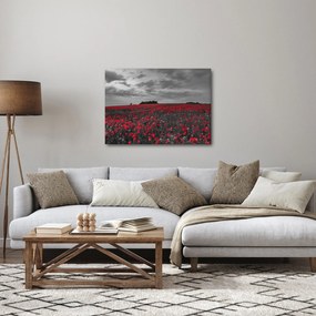 Obraz maków (70x50 cm)