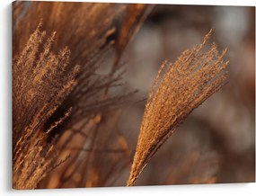 Obraz - Kortaderia (70x50 cm)