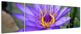 Obraz - Fioletowy kwiat (170x50 cm)
