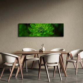 Obraz drzewa iglastego (170x50 cm)