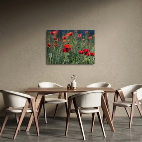 Obraz - Łąka z makami (70x50 cm)