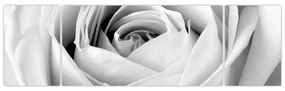Obraz - Detal kwiatu róży (170x50 cm)