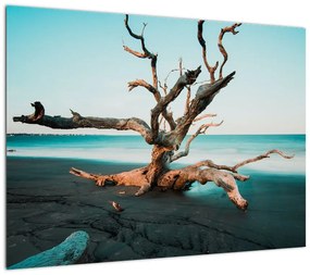 Obraz na szkle -  Wyłowiono na plaży (70x50 cm)