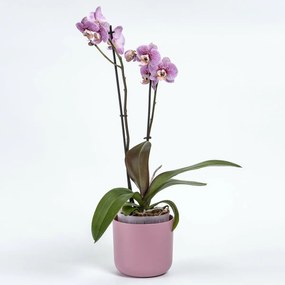 Plastia Doniczka samonawadniająca Tolita Air różowy, śr. 16 cm, śred. 16 cm