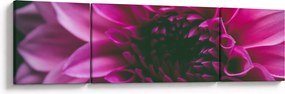 Obraz różowego kwiatu róży (170x50 cm)