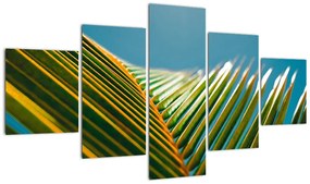 Obraz - Detal liścia palmowego (125x70 cm)