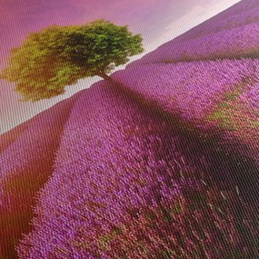 Obraz pola z lawendą (70x50 cm)
