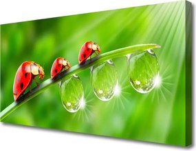 Obraz canvas Biedronki w Porannej Rosie