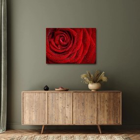 Obraz - szczegół róży (70x50 cm)