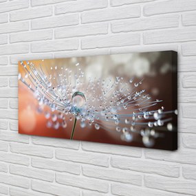 Obraz na płótnie Poranny Detal Dmuchawca