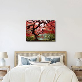 Obraz czerwonego klonu japońskiego, Portland, Oregon (70x50 cm)