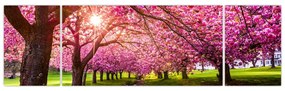 Obraz kwitnących czereśni, Hurd Park, Dover, New Jersey (170x50 cm)