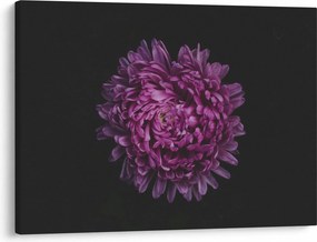 Obraz fioletowego kwiatu (70x50 cm)