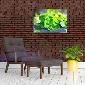 Obraz na szkle mięty (70x50 cm)