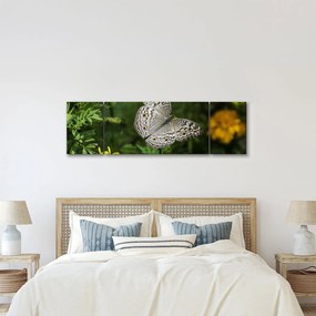 Obraz - biały motyl (170x50 cm)