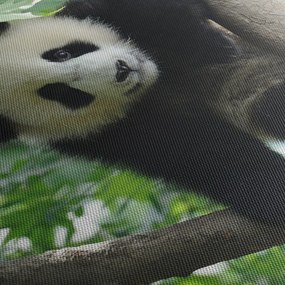 Obraz - Panda na drzewie (70x50 cm)