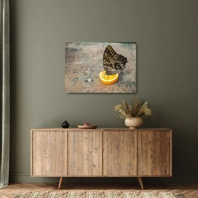 Obraz na szkle - motyl (70x50 cm)