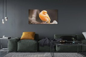 Obraz canvas na ścianę Papuga na Gałęzi