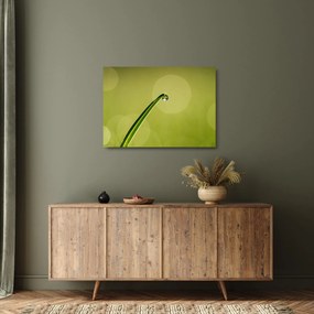 Obraz na szkle - krople wody na trawie (70x50 cm)
