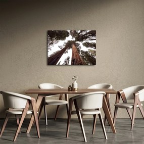 Obraz - Widok przez korony drzew (70x50 cm)