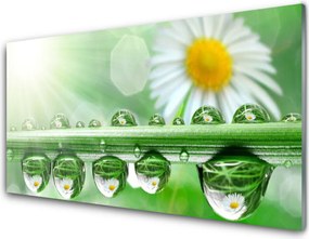 Szkło do Kuchni na Ścianę Rosa Na Stokrotkach