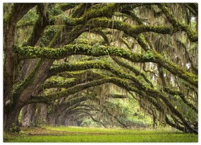 Obraz na szkle - Oaks Avenue, Charleston, Karolina Południowa, USA (70x50 cm)
