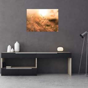 Obraz - Trawa  na słońcu (70x50 cm)