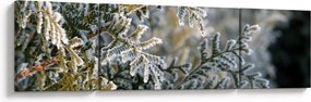 Obraz - Detal gałęzi (170x50 cm)