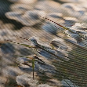 Obraz - Biała wełnianka (125x70 cm)