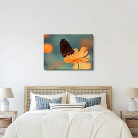 Obraz - motyl na pomarańczowym kwiatku (70x50 cm)
