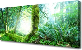 Fotoobraz na płótnie Miękkość Leśnego Mchu