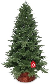 Jodła kaukaska 100% 210 cm