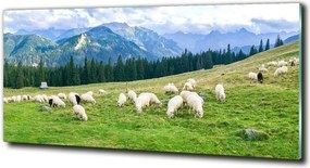 Foto obraz szkło hartowane Owce w Tatrach