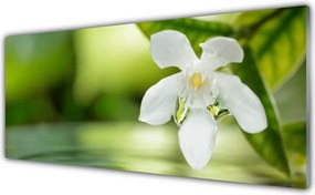 Szkło do Kuchni na Ścianę Duet Kwiatu I Zieleni