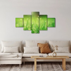 Obraz - rosa na trawie (125x70 cm)