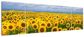 Obraz pola słoneczników (170x50 cm)
