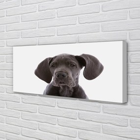 Fotoobraz na płótnie Portret Brązowego Psa