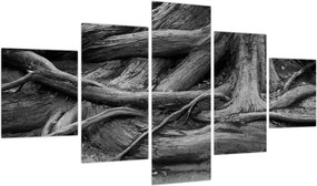 Obraz - Korzenie drzewa (125x70 cm)